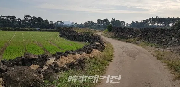 밭담길