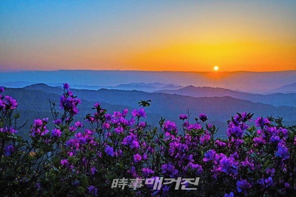 꽃의 도시 광양시가 싱그런 5월을 맞아 ‘꽃 지도 들고 떠나는 광양여행’을 소개한다.(사진_국사봉 철쭉)