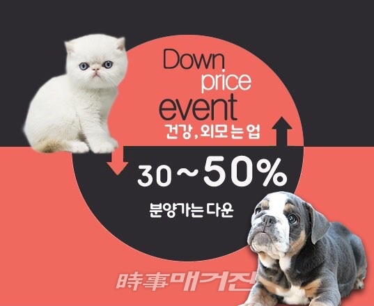 (사진_아담스펫)