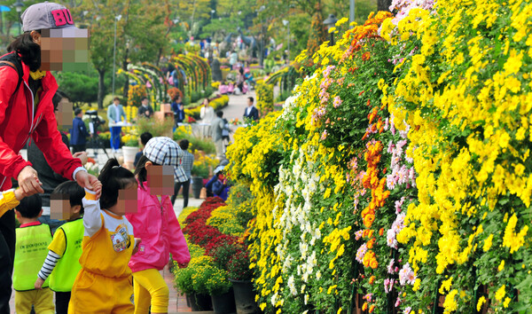 추위, 국화, 쌀쌀한 가을날씨스케치 (시사매거진DB)