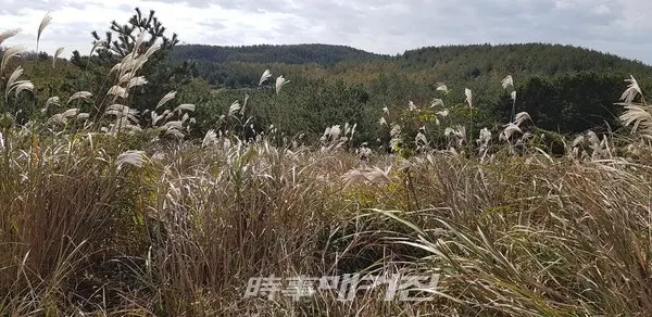 통오름 억새밭