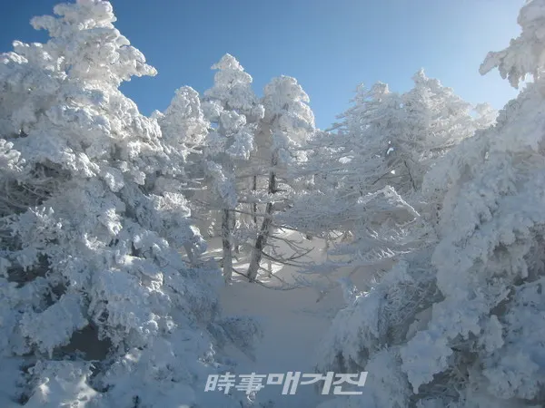 영실코스 구상나무 군락지에 눈꽃이 아름답게 피어 장관을 이루었다. (제주본부 박은교 기자)