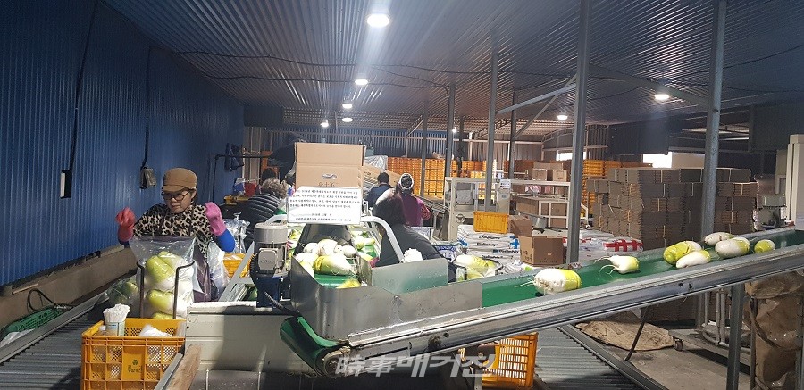 세척된 무우를 포장지에 담는 모습, 성산읍 시흥리 두산봉 세척장(사진_고기봉 기자)
