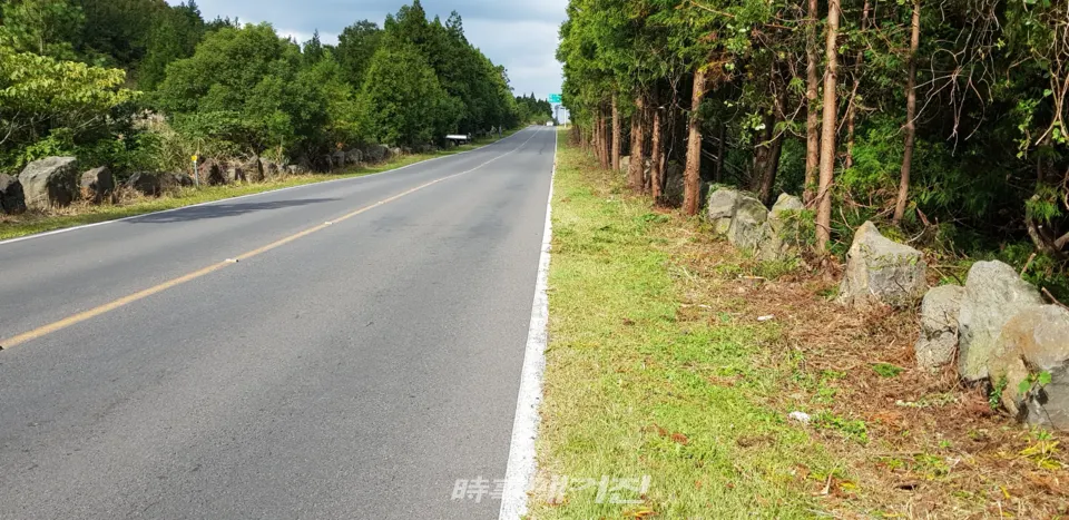 도로변 나무가지를 보기좋게 정리하고 도로 경계선(돌담)이 확실히 구분이 되어서 교통사고 예방에 좋은 평을 받고 있다.(사진 고기봉 기자)