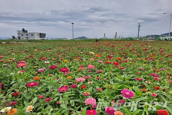 목포 남항, 형형색색 가을 꽃으로 물들다 (백일홍)/사진=목포시청 제공