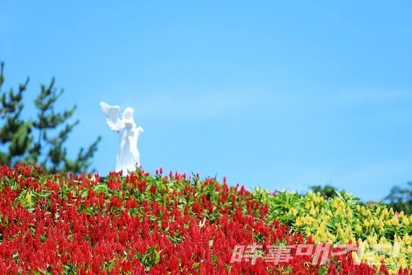 신안군, 온라인으로 만나는 ‘섬 맨드라미 랜선 축제’ 개최(증도 병풍도)/사진=신안군청 제공