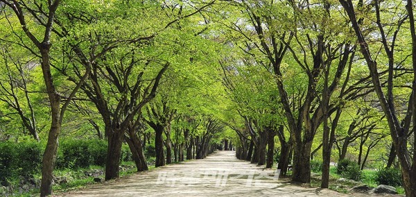 내장산의 봄(사진_정읍시)