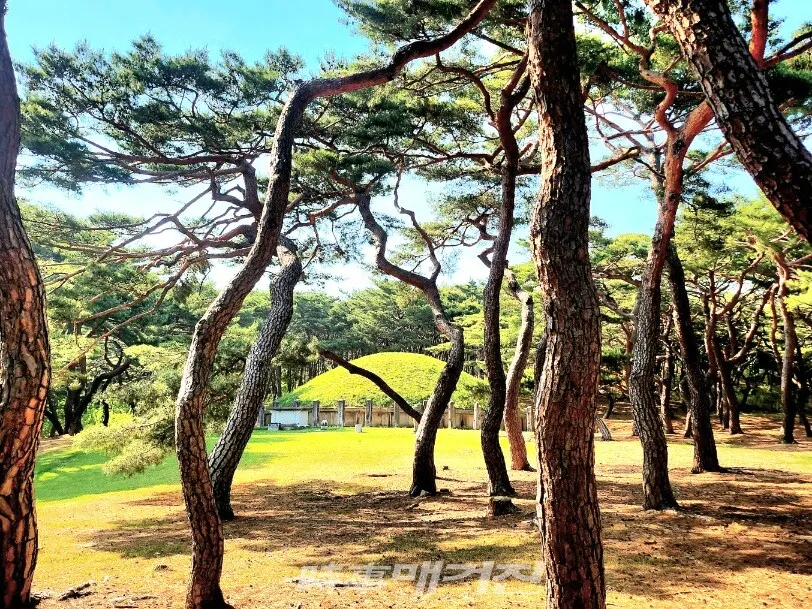 흥덕왕릉의 송림.(사진_조용우 칼럼니스트)