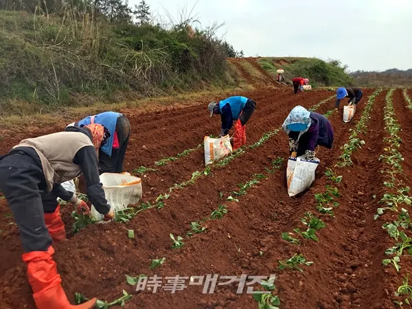 (사진_해남군)