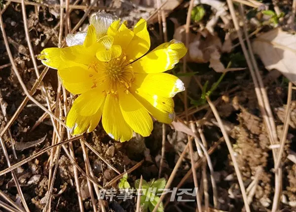 (사진_함평군청 제공)
