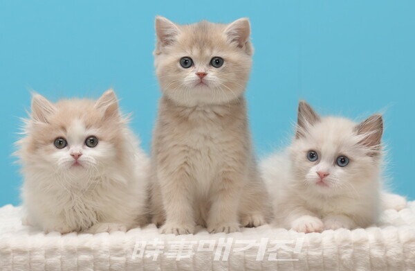 먼치킨숏레그, 브리티쉬숏헤어, 랙돌(사진_왕발고양이)