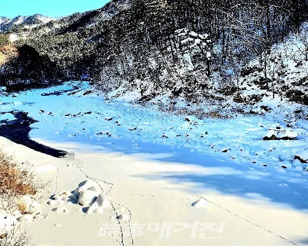 눈 쌓인 강은 꽁꽁 얼었지만 얼음 아랜 세찬 물결이 흐른다. 하얀 빙판을 가로질러 물속으로 들어간 수달의 발자국이 정겨웁다.(사진_류행)