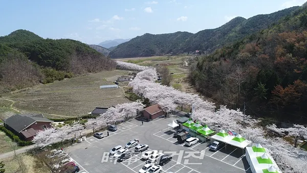 한국의아름다운길,대원사왕벚꽃터널에서 펼쳐지는 제9회보성벚꽃축제 개최 (사진_보성군 제공)