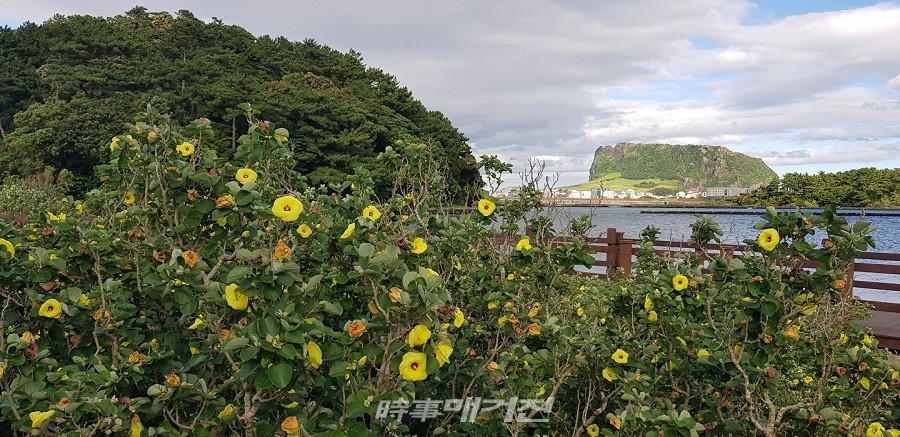 서귀포시 성산읍 오조리 식산봉 산책로에 황근과 일출봉 모습(사진 고기봉 기자)
