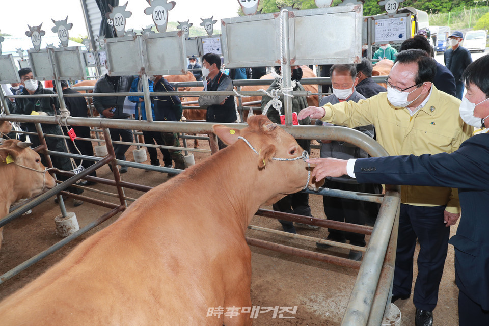 간담회에 앞서 울산축산업협동조합 윤주보 조합장의 안내로 가축거래 경매장을 시찰하고  있다.(사진_울산시청)