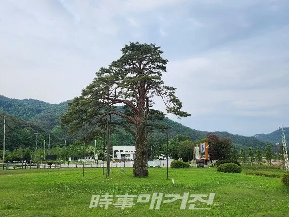 속리산 법주사 정이품송.(사진_조용우 칼럼니스트)