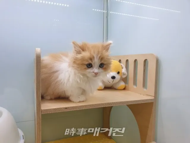 (사진_펫왕국)