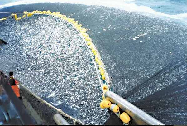 태평양의 물고기 남획 (사진_Jack mackerel)