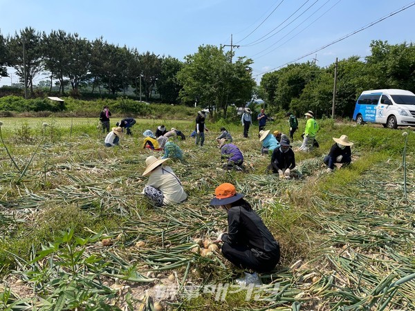 완주군 교육아동복지과는 일손이 부족을 겪고 있는 고산면 명석마을 한 농가의 양파밭(약 1,320㎡)을 방문해 양파 수확과 선별작업을 도왔다.(사진-완주군청)