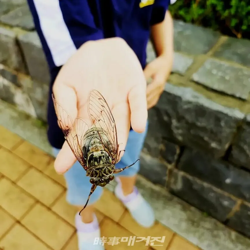 매미는 선충오덕, 금선탈각의 곤충(사진_조용우)