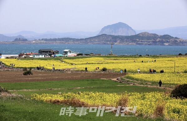 제주 서귀포시 대정읍 가파도가 노란 유채꽃 물결로 온 섬이 뒤덮여 상춘객들을 맞이하고 있다. 푸른 바다와 하늘 사이로 위용을 드러내고 있는 한라산, 산방산, 모슬봉을 비롯한 이름 모를 각종 오름의 배경이 만개한 봄꽃의 정취를 더하고 있다. (사진_제주도청 제공)