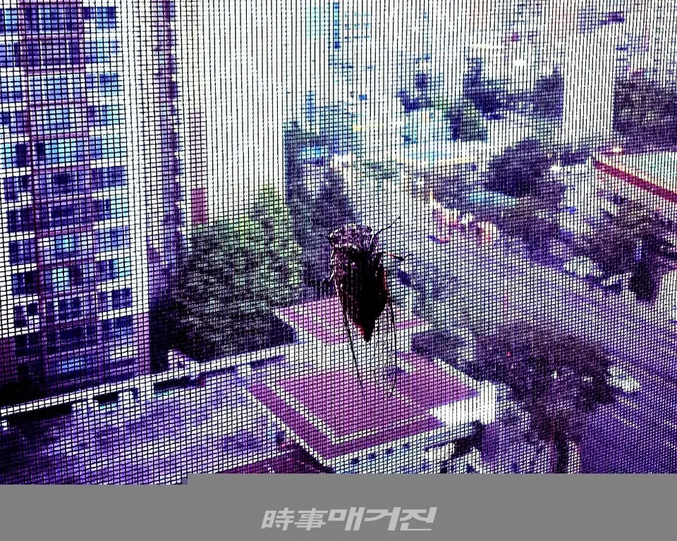 도심의 초고층 아파트 창문에  날아온 매미(사진_조용우)
