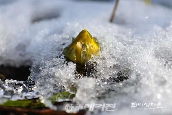 눈쌓인 한라생태숲에서 더욱이 눈 사이에서 꽃잎을 오므리고 있는 세복수초도 만났습니다.