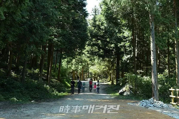 '축령산' 편백 숲 (사진_장성군)
