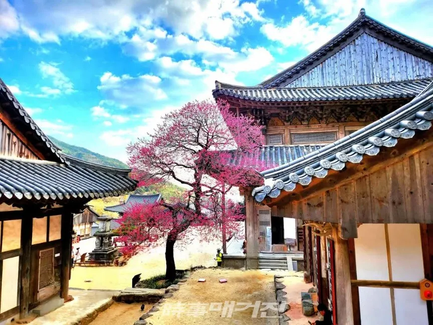 활짝 핀 지리산 화엄사 화엄매.(사진_조용우)