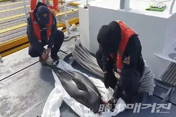 목포해경이 상괭이 사체를 확인하고 있다/사진=목포해양경찰서 제공