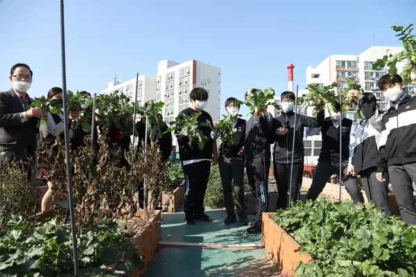 지난 11일 번동중학교 동아리 학생들이 학교 텃밭에서 알타리무와 배추를 수확하고 있다.