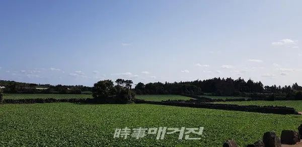 밭담길