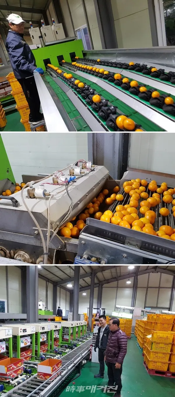 획기적이고 좀 더 맛있는 감귤 공급을 위해 끊임없이 연구하고 분석한끝에 2018년도에 감귤선과공정 100% 기계화를 구축한 황금알 영농조합법인은 엄격한 선별과정을 고수해 당도 9~10브릭스(Brix) 이상의 고품질 감귤만을 출하시키고 있다. 사진은 세척과정, 당도측정, 포장공정
