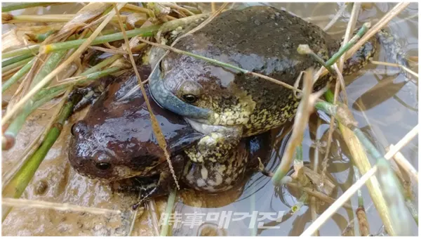 여의샛강생태공원에서 발견된 맹꽁이(사진_서울시)