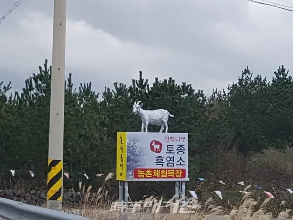 서성로(산록도로)를 달리다 보면 도로 남쪽에 흙염소 조각상이 보인다. 이곳에서 남쪽길을 따라 700여 미터 내려가면 흙염소체험농장이 있다. 그곳으로 들어오면 고이오름 등반로가 잘 조성되어 있다. (사진-시사매거진 제주본부 김광수 기자)