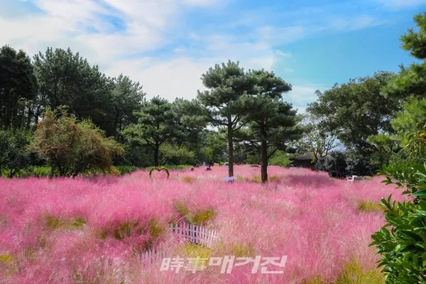 휴애리 자연생활공원에 핑크뮬리가 화려하게 피어있다. (지난해 사진)