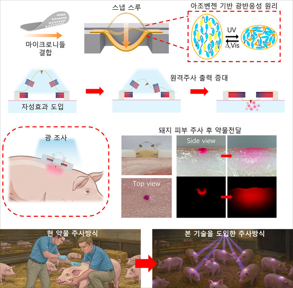 스냅스루 액정엘라스토머-마이크로니들 장치 구동원리 및 스마트 축산 활용 예시. (사진_국립부경대)
