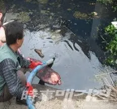 폐사 물고기 수집(사진_자료사진)