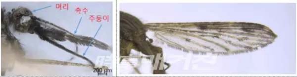중국얼룩날개모기의 머리와 날개 특징(사진_질병관리청)