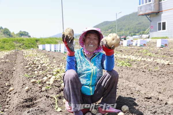 13일 보성군 회천면 회령리 일원에서 봄 감자 출하 작업을 하고 있는 농업인이 수확한 감자를 들고 활짝 웃고 있다.