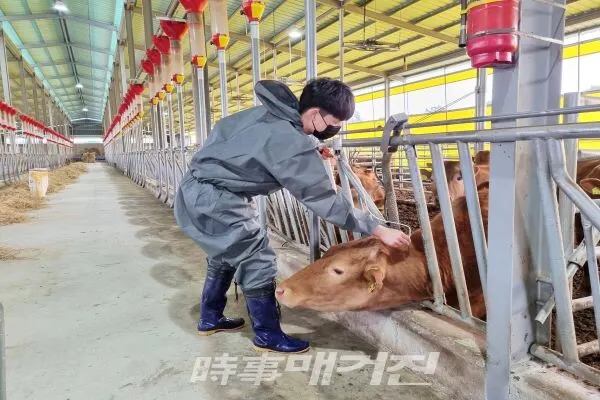 한우 농가. 사진과 기사내용은 무관함.
