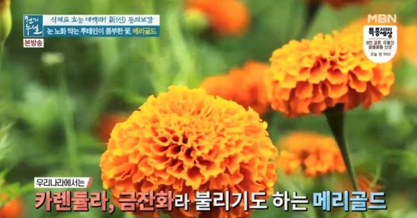 사진_mbn 천기누설 방송화면 캡쳐