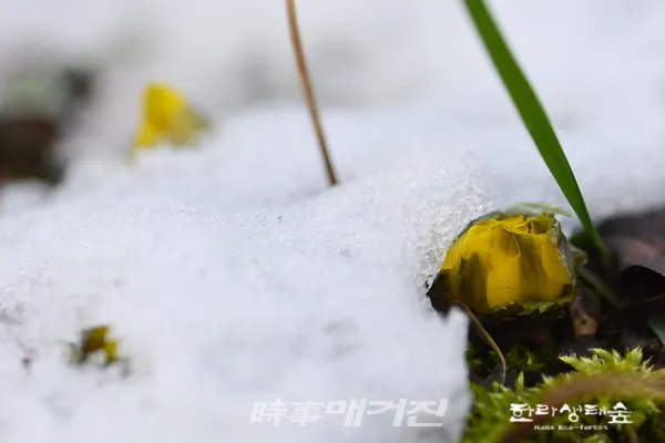 그 반대편에서도 그리고 그 옆 눈 더미 사이에서도 샛노란 꽃잎이 펼쳐지려합니다. 아마 기온이 가장 높은 오후 언제쯤 꽃잎을 펼치겠지요? 아니면 내일!