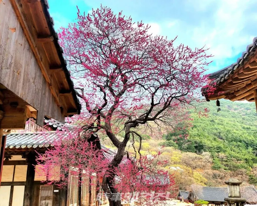 활짝 핀 지리산 화엄사 화엄매.(사진_조용우)