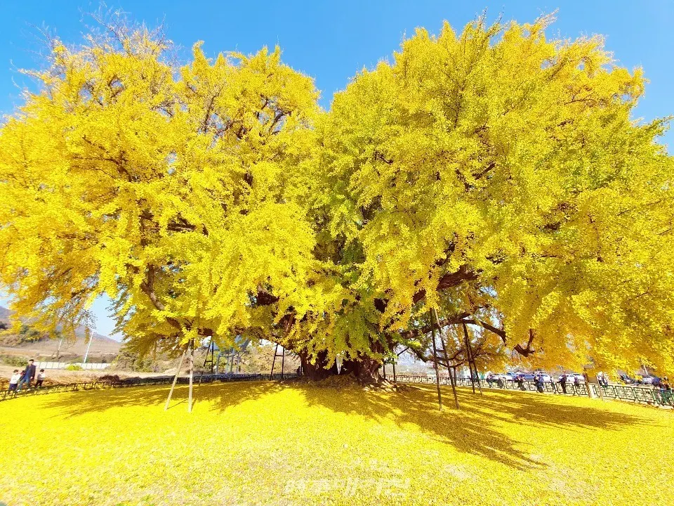 사진_정용일 기자