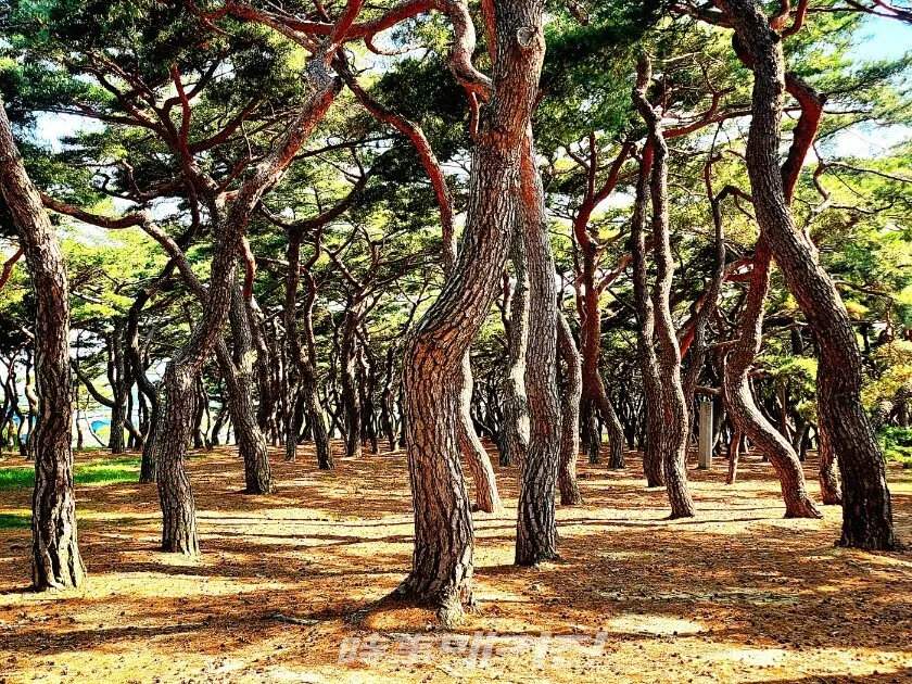 흥덕왕릉의 울창한 송림.(사진_조용우 칼럼니스트)