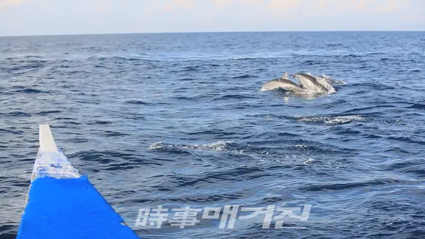 보홀 돌고래