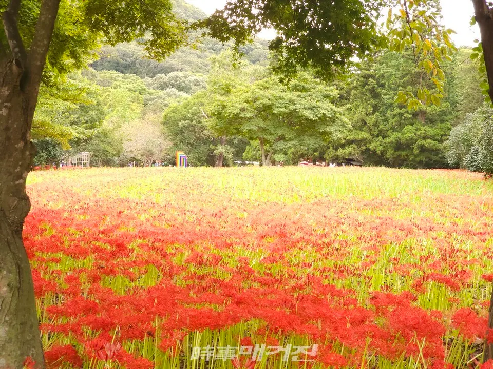 고창 선운사 꽃무릇.(사진_문학박사 潤道 강윤관)