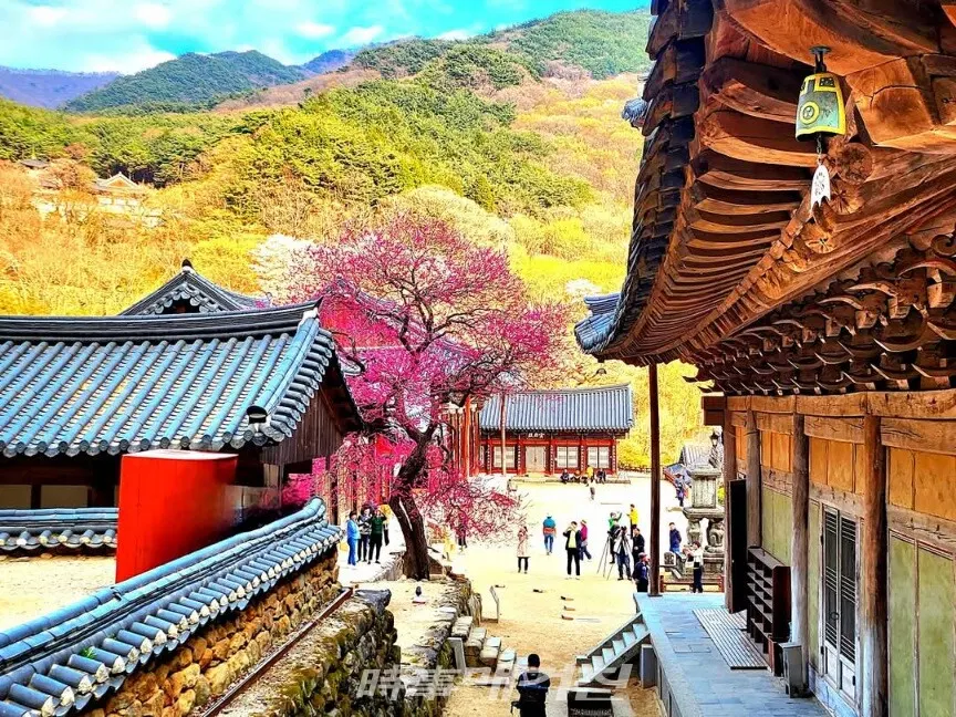 활짝 핀 지리산 화엄사 화엄매.(사진_조용우)