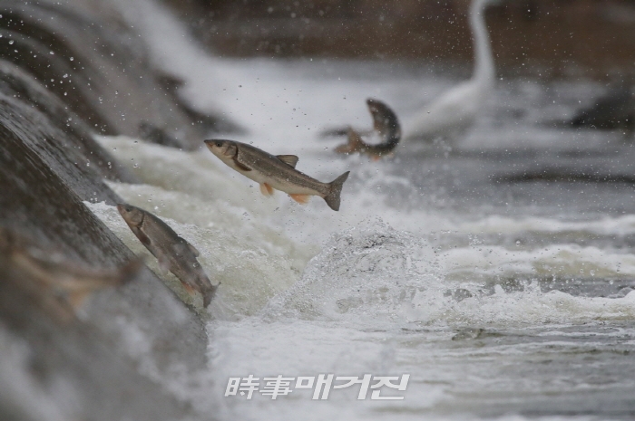 형산강을 힘차게 거슬러 올라가는 황어 떼 2019.04.11. (사진_포항시청)